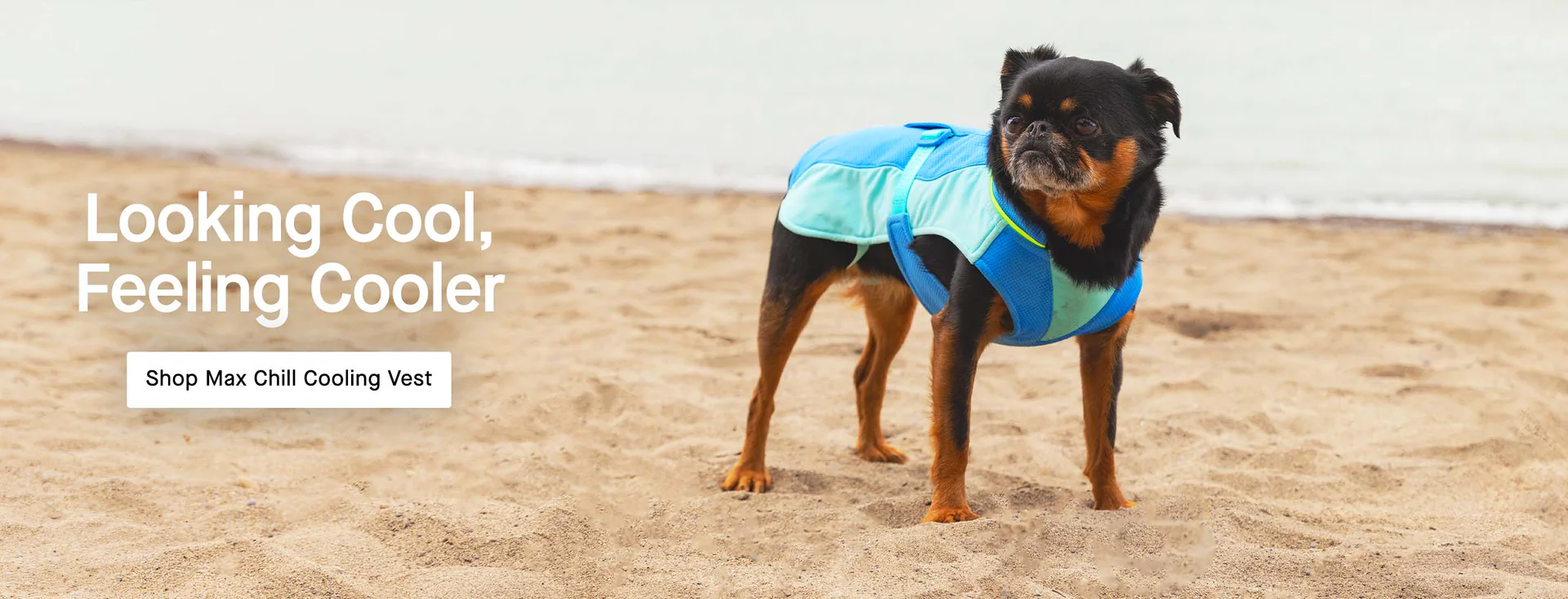 Style for Every Wag